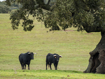 Cows on field