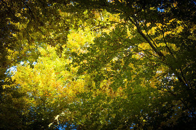 Low angle view of trees in forest during autumn