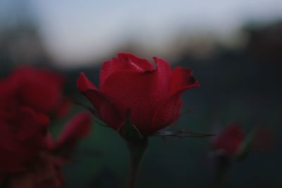 Close-up of red rose against blurred background