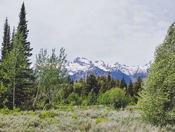 Pine trees on snowcapped mountains against sky