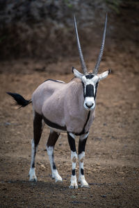 Gemsbok stands on rocky ground eyeing camera