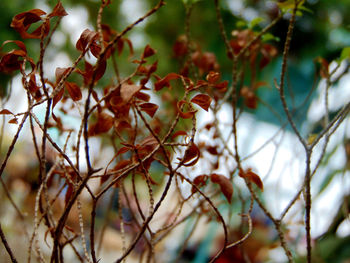Low angle view of fruits on tree
