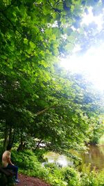 Trees in park