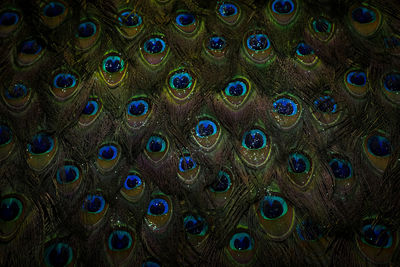 Full frame shot of peacock