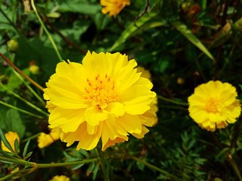 Close-up of yellow flowering plant on field