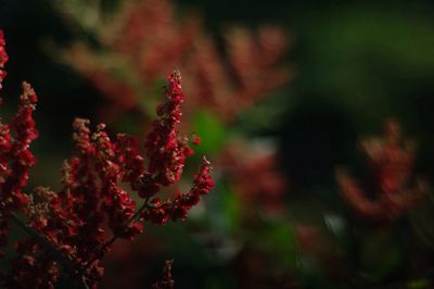 Close-up of red flowers