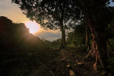 Sun shining through trees in forest