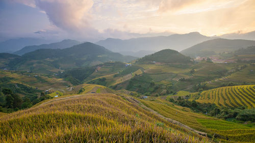 Scenic view of agricultural field against sky