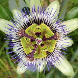 Close-up of purple flowering plant