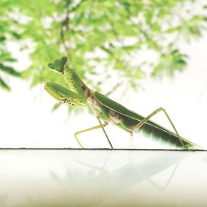 Close-up of insect on leaf