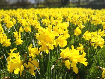 Close-up of fresh yellow flowers