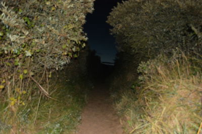 Footpath passing through forest