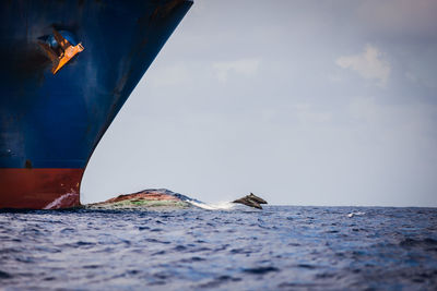 Dolphins in sea against sky