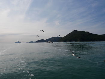 Seagulls flying over sea