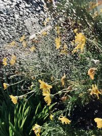 Close-up of yellow flowering plants