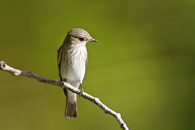 Close-up of bird perching on branch