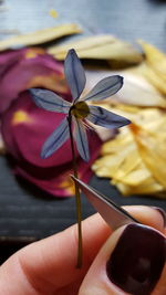 Close-up of purple flowers