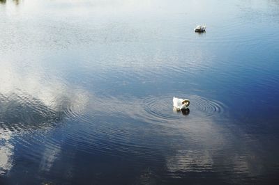 High angle view of dog swimming in lake