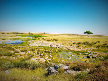 Scenic view of field against clear blue sky