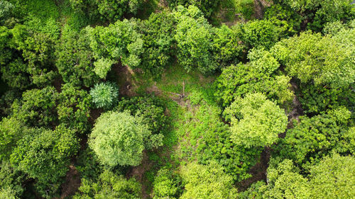 Full frame shot of trees