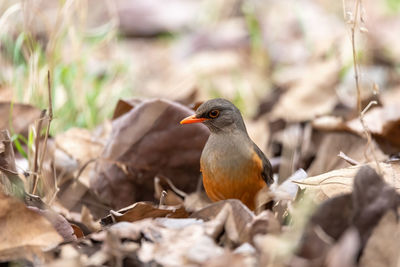 Close-up of bird perching on a field