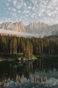 Scenic view of lake in forest