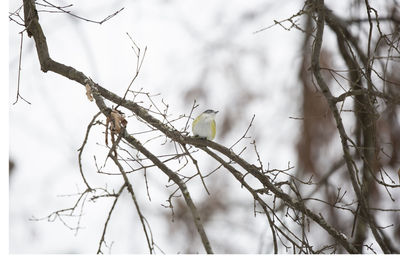 Low angle view of bare tree branch