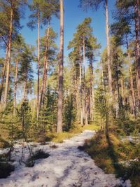 Dirt road amidst trees in forest against sky