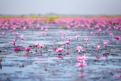 Close-up of pink flowering plants on land against sky