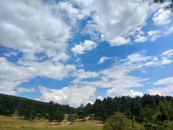 Trees on field against sky