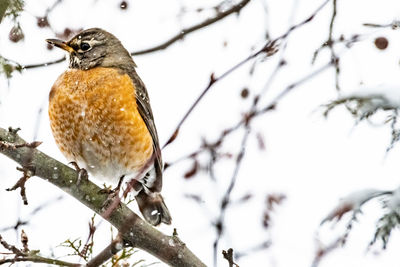 Bird perching on tree during winter