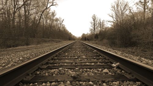 Railroad tracks along trees