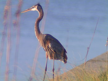 View of heron in water