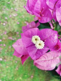 Close-up of pink flowers blooming outdoors