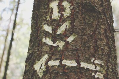 Low angle view of tree trunk