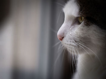 Close-up of cat looking away