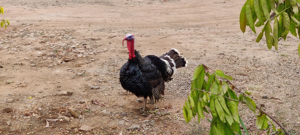 High angle view of bird on field