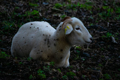 Sheep in a field