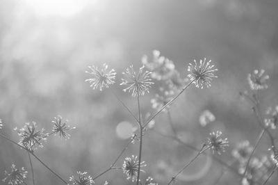 Close-up of flowering plants on land