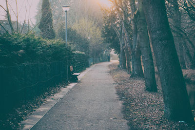 Walkway amidst trees in forest