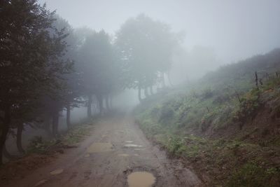 Rear view of woman walking in forest