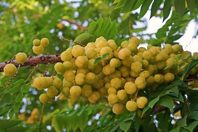 Star gooseberry, tropical fruit tree with sour taste