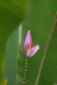 Close-up of pink lotus water lily