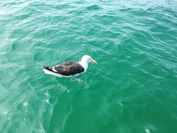 High angle view of duck swimming in water