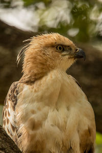 Close-up of a bird