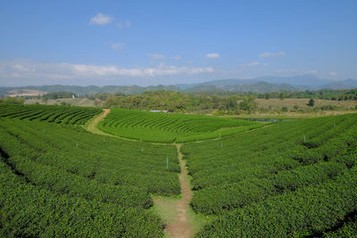 Scenic view of agricultural field against sky