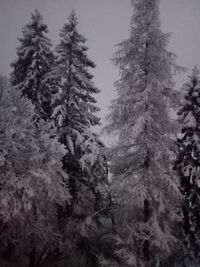 Low angle view of pine trees on snow covered landscape