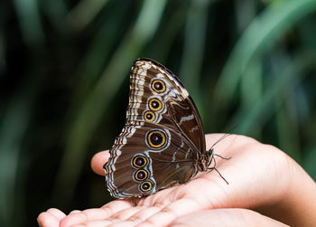 Close-up of butterfly on hand