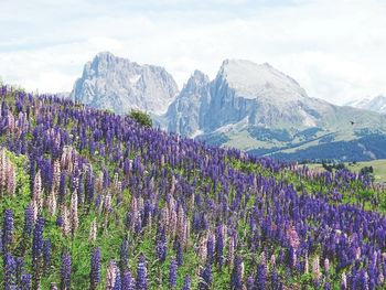 Purple flowering plants on field against sky