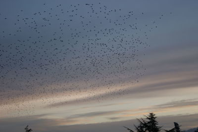 Low angle view of birds flying in sky